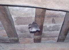 Rhinolophus hipposideros