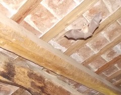 Rhinolophus hipposideros