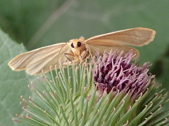 Eilema depressa