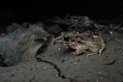 Fejervarya cancrivora