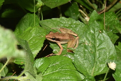 Indosylvirana nicobariensis