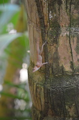 Anolis cristatellus cristatellus