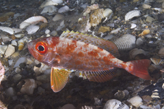 Priacanthus macracanthus