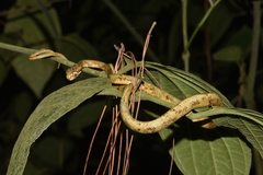 Aplopeltura boa