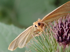 Eilema depressa