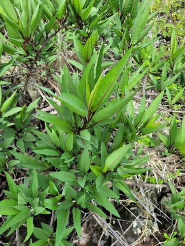 Image of Ipomoea habeliana by (c) Wes Gapp, some rights reserved (CC BY)