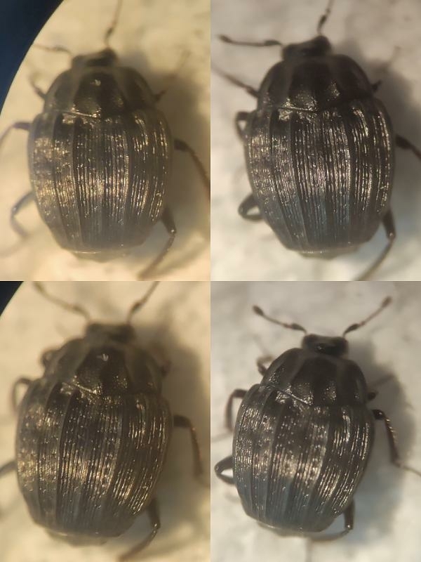 Onthophilus punctatus