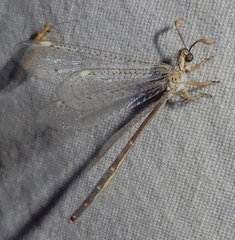 Clathroneuria coquilletti