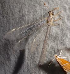 Clathroneuria coquilletti