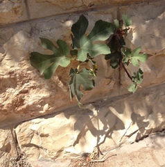 Ficus carica