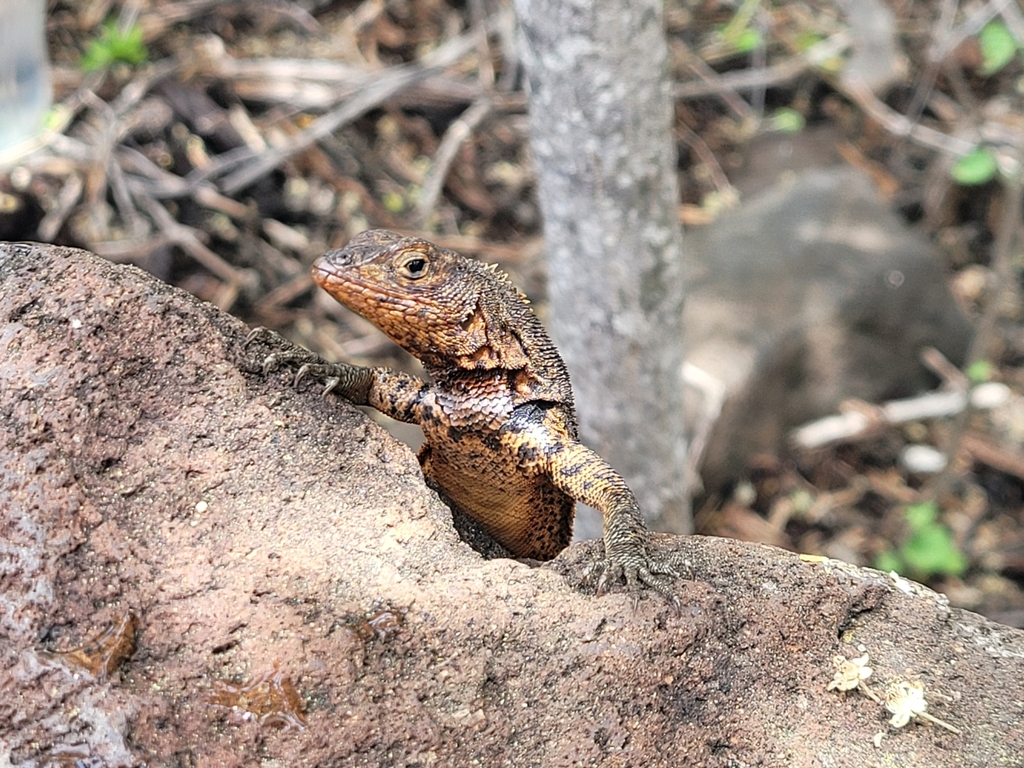 Pinzon Lava Lizard
