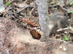 Pinzon Lava Lizard photo 1
