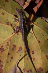 Anolis cristatellus cristatellus