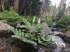 Corydalis caseana caseana