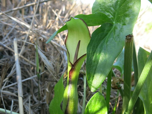Image of Arum hygrophilum by (c) Nachman bones, some rights reserved (CC BY)