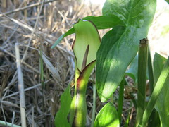 Arum hygrophilum, photograph (c) Nachman bones, some rights reserved (CC BY)
