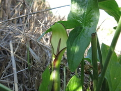 Arum hygrophilum, photograph (c) Nachman bones, some rights reserved (CC BY)