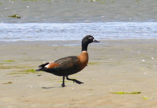 Tadorne d'Australie
