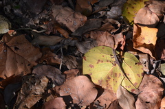 Anolis cristatellus cristatellus