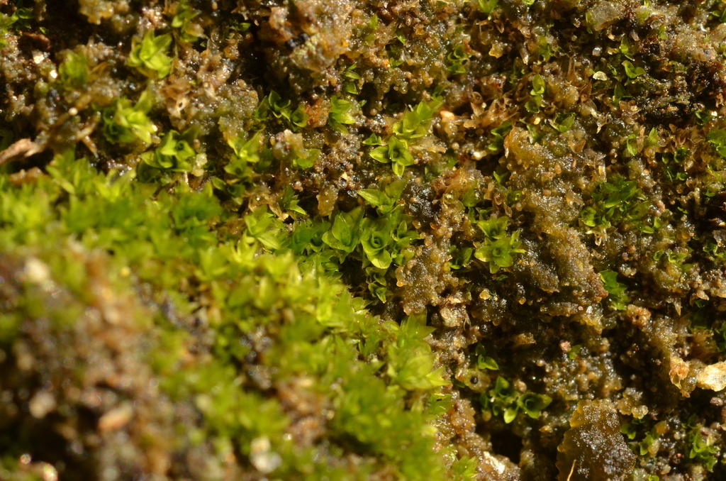 Tortula freibergii
