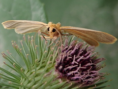 Eilema depressa