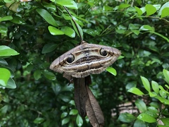 Spirama helicina