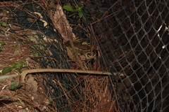 Chalcorana chalconota