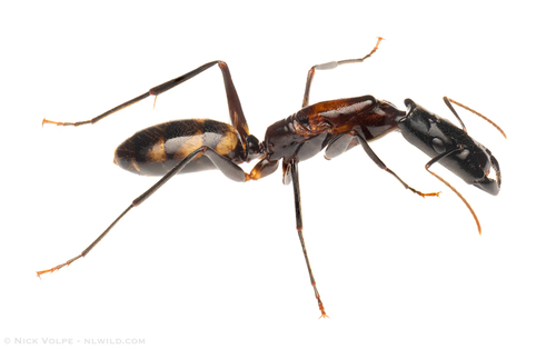 奇异弓背蚁Camponotus mirabilis