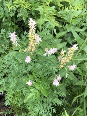 Corydalis caseana caseana