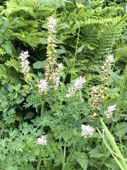 Corydalis caseana caseana