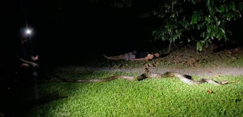 Australian Scrub Python sighting