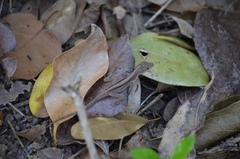 Anolis cristatellus cristatellus