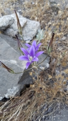 Brodiaea elegans