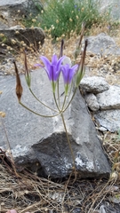 Brodiaea elegans