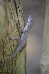 Anolis cristatellus cristatellus