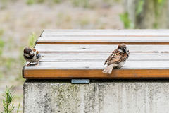 Passer domesticus × italiae