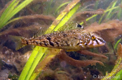 Hexagrammos stelleri