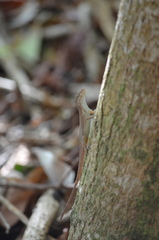 Anolis cristatellus cristatellus