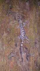 Cyrtodactylus marmoratus