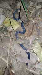 Calamaria schlegeli cuvieri