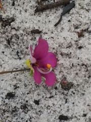Diascia elongata