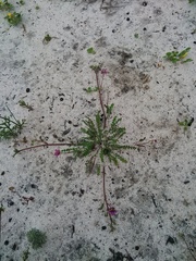 Diascia elongata
