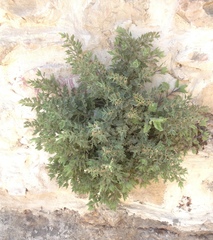 Hyoscyamus aureus