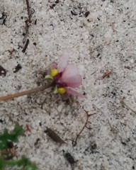 Diascia elongata