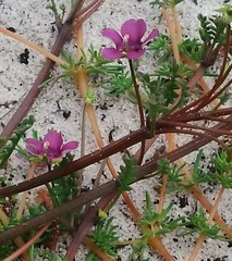 Diascia elongata