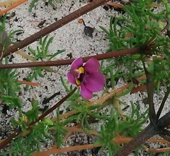 Diascia elongata