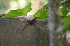 Anolis cristatellus cristatellus