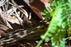 Anolis cristatellus cristatellus