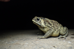 Duttaphrynus melanostictus