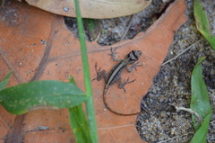 Anolis cristatellus cristatellus